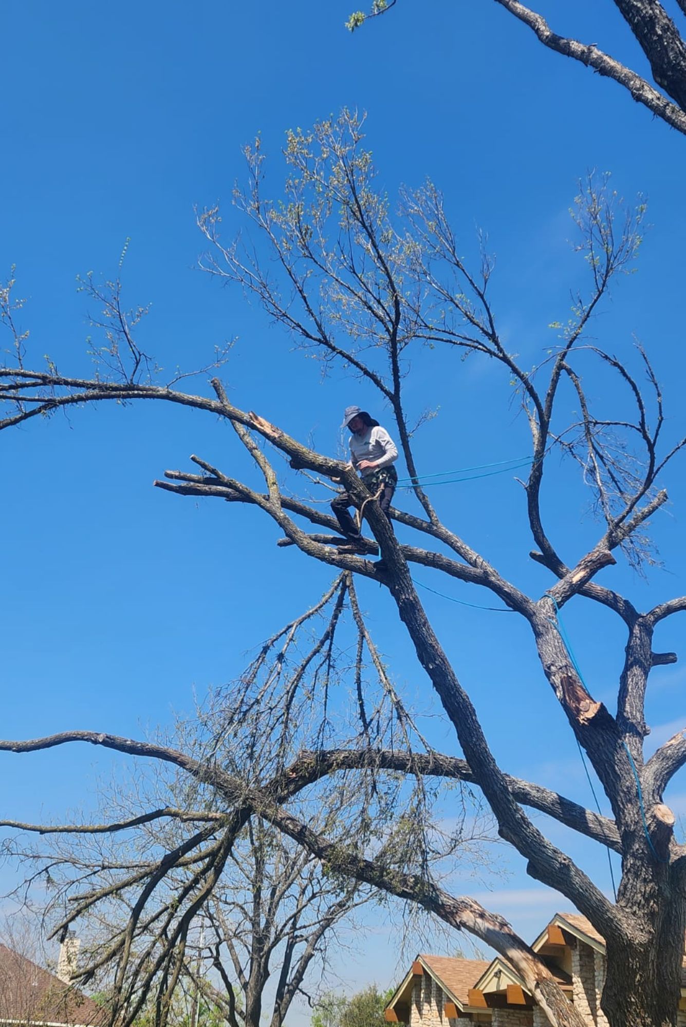 About Integrity Tree Service in Pflugerville TX