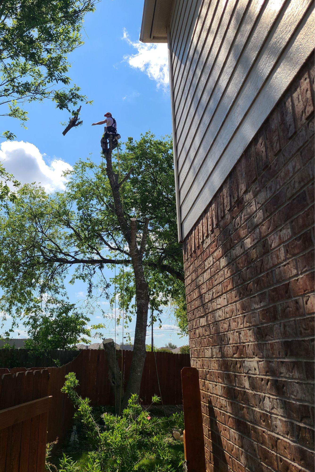 Expert Tree Service in Pflugerville TX